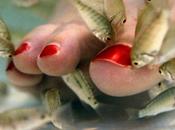 Fish pédicure: piedi come nuovi grazie pesci pulitori