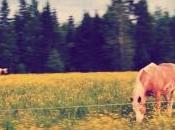 Creare effetto vintage HTML5 foto