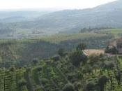 Valpolicella vigneti storia