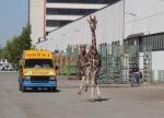 siamo giraffe