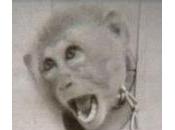 scimmie usate test strillano puro terrore: filmato 1952 mostra batteriologici britannici