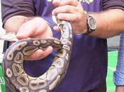 Perché queste alcuni serpenti stanno vagando allegramente Roma?