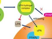 microsfere idrogel acido ciclico fosfatidico possono inibire cellule tumorali colon