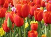 paese tulipani rischio bolla immobiliare