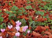 Ciclamini Cyclamen
