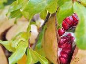 Pomegranate.