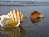 trovato bellissima conchiglia