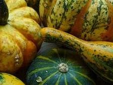Zucca semi zucca...
