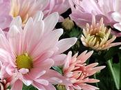 Crisantemi Chrysanthemums
