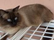 Gatto steso
