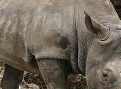 Rinoceronte bianco, sottospecie estinta natura