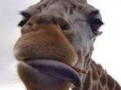 GUEST STAR: oggi trovate anche Grafemi