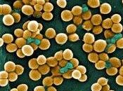 Infezioni Stafilococco: diminuiscono meno antibiotici