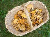 agriturismi raccolta funghi: prendete cestino!