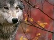 magistratura sequestra Muos