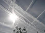 Green, l'olio palma, distruzione della foresta pluviale