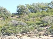 Riserva naturale, mare altro: alla scoperta dell’ oasi Selinute