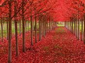foto foglie autunnali ricche colore