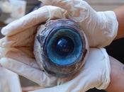 Bulbo oculare gigante trovato sulla spiaggia: biologi attoniti