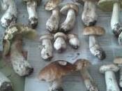 Come pulire preparare funghi