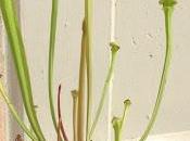 Sarracenia flava {Pender Co., North Carolina, USA}