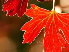 trucchi migliori fotografare foglie autunno