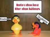 meet ducklings