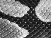 Texture Pelle Serpente Design