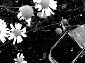 Éclats gueule, révolte, nom)