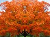 Foglie secche: metafore appunti d’autunno