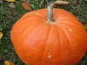 proprietà benefiche della zucca