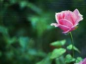 SCRATCHED FILM Scratchy Roses test roll (part