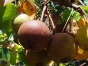 Frutti selvatici: pera volpina