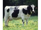 Hiv, possibile protezione latte delle mucche “vaccinate”