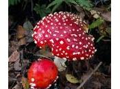 Funghi velenosi: micologi, cottura tossine. decalogo evitare l’intossicazione