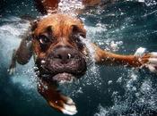 Underwater Dogs