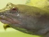 tartaruga asiatica urina dalla bocca