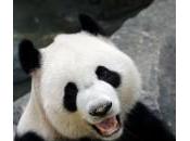 Panda gigante allo Singapore: prime immagini