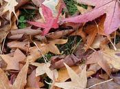 Come riutilizzare foglie secche cadute dagli alberi