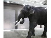 Elefante parlante allo zoo: dice “ciao”, “siediti” “sdraiati”