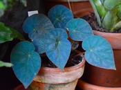 Begonia pavonina iridescente