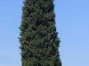 cipresso della discordia. Lagonegro taglio albero scatena rivolta