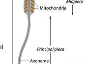 Spermatogenesi ovogenesi: numeri confronto