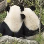 Vienna, panda sono partenza: tornano vivere Cina