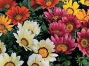 Gazania