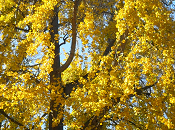 L’albero dorato