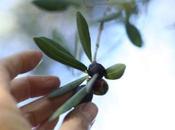 tempo olive, salamonia…