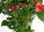 L'Anthurium