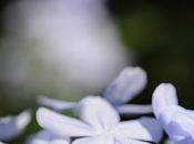 Plumbago coerulea