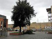 Anche lecci piangono